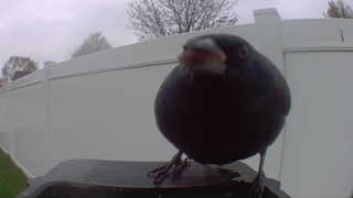 dark-eyed junco