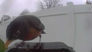 american robin