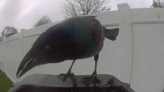 common grackle
