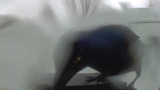 european starling