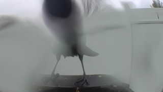 bonaparte's gull