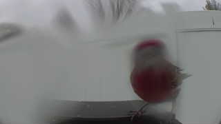 house finch