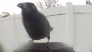 american crow
