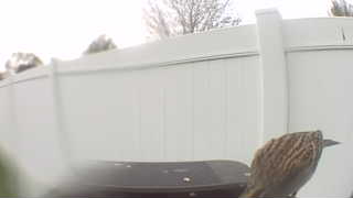 song sparrow