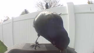 common grackle