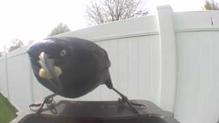 common grackle