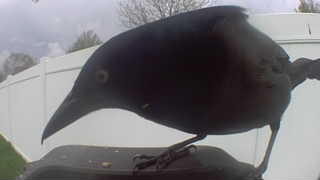 common grackle