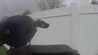 common grackle
