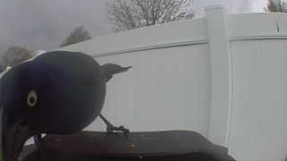 common grackle