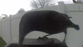 american crow