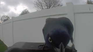 common grackle