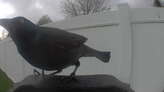 common grackle