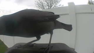 american crow