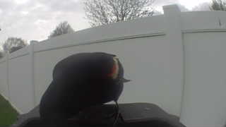 red-winged blackbird