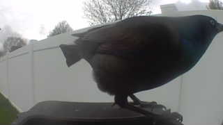 common grackle