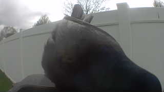 common grackle
