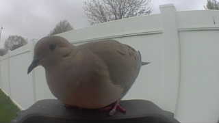 mourning dove