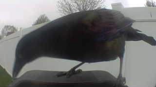 common grackle