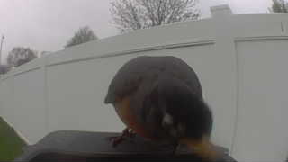 american robin