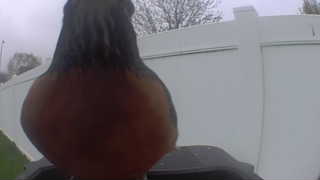 american robin