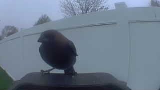 brown-headed cowbird