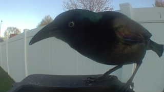 common grackle