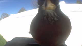 american robin