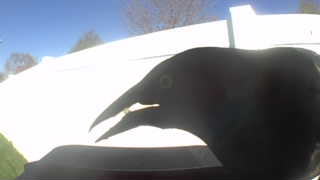 american crow