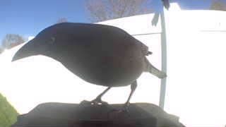 common grackle