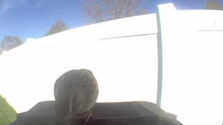 house sparrow