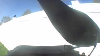 common grackle