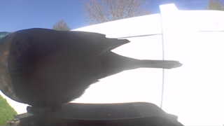 common grackle