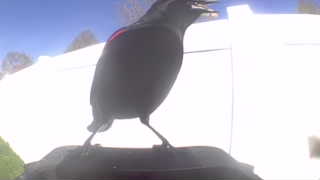 red-winged blackbird
