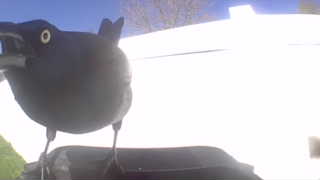 common grackle