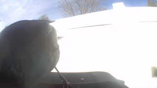Unidentified clip