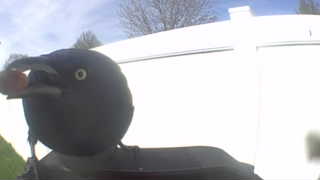 common grackle