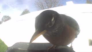 american robin