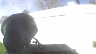 common grackle