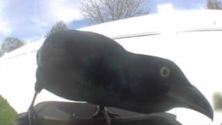 common grackle