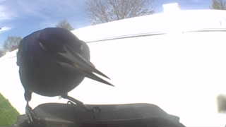 american crow