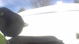 common grackle