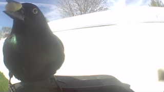 common grackle