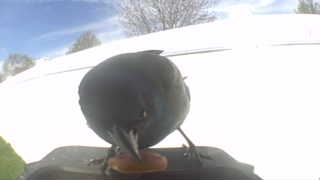 european starling