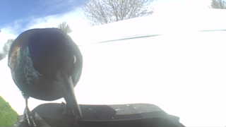 common grackle