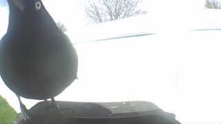 common grackle