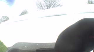 american crow