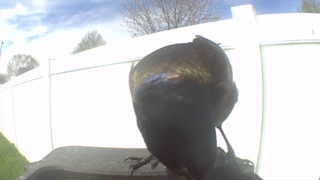 common grackle
