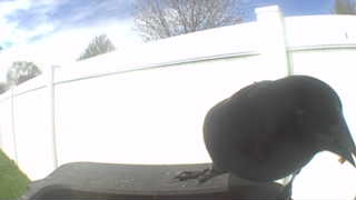 american crow