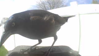 common grackle