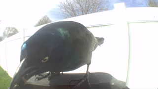 common grackle